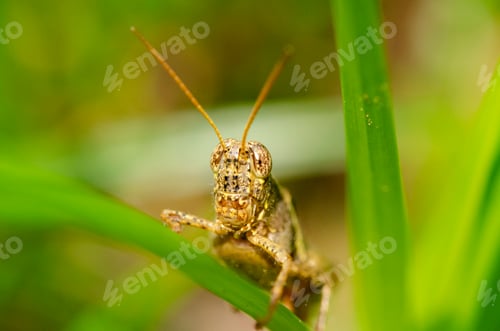 Preview: Macro close-up of a grasshopper peeking through green leaves