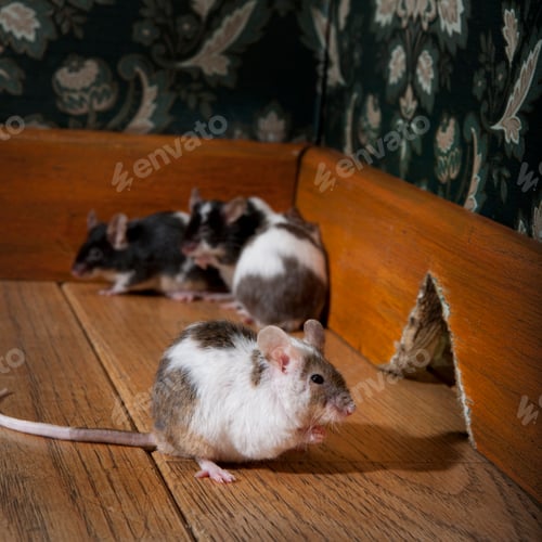 Preview: Mice Near a Hole in Wooden Baseboard