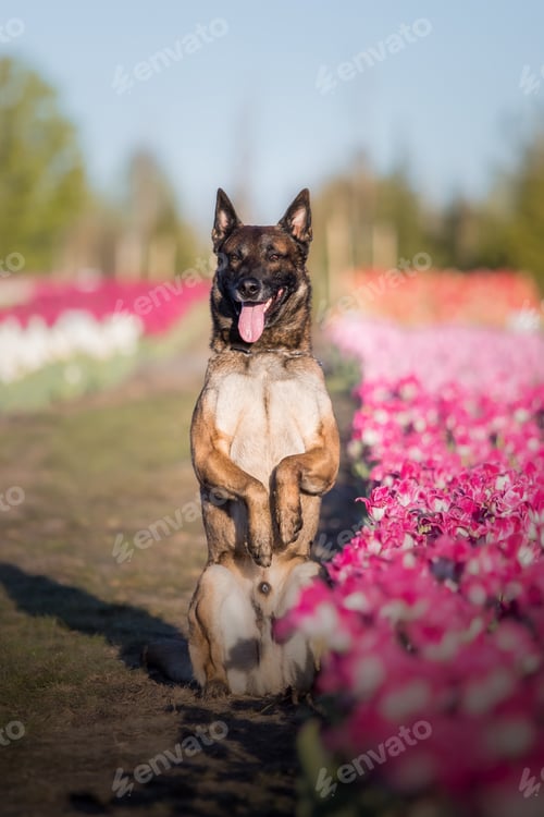 Preview: Dog running throught the flowers. Belgian shepherd dog in tulips fields. Spring pet concept.