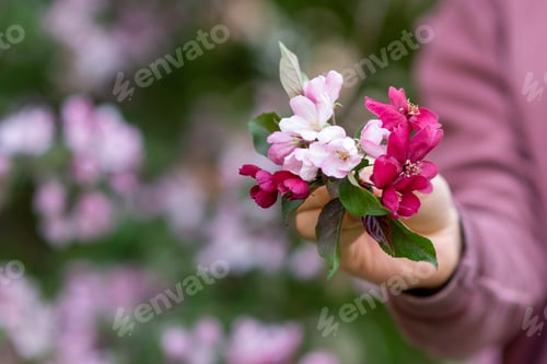 Preview: A bouquet of pink apple blossoms in the hands of a man in the park in spring.