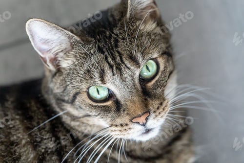 Preview: High angle shot of a cat with green eyes
