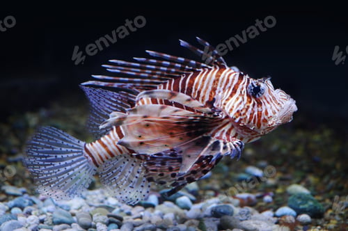 Preview: Lionfish