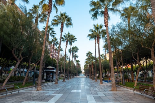 Preview: Palm trees in the Belen street of the Rambla de Almeria, Andalucia. Spain