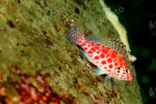 Preview: Reef Fish, Galapagos National Park, UNESCO World Heritage Site, Pacific Ocean, Ecuador, America