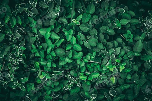Preview: Close up tropical Green leaves texture and abstract background., Nature concept., dark tone.