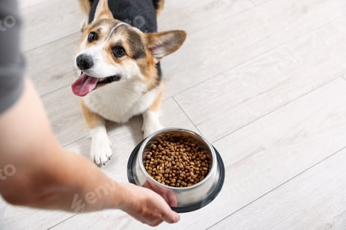 Preview: Owner giving dog food in feeding bowl to cute Welsh Corgi, above view. Space for text