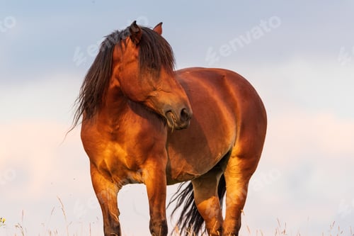 Preview: Portrait of a horse standing with his back to the sun at sunset on the sky background