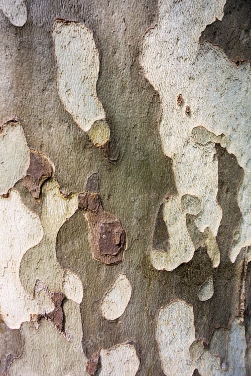 Preview: Abstract Spotty Texture Of Old Bark Of Wood For Natural Backgrounds And For Wallpaper