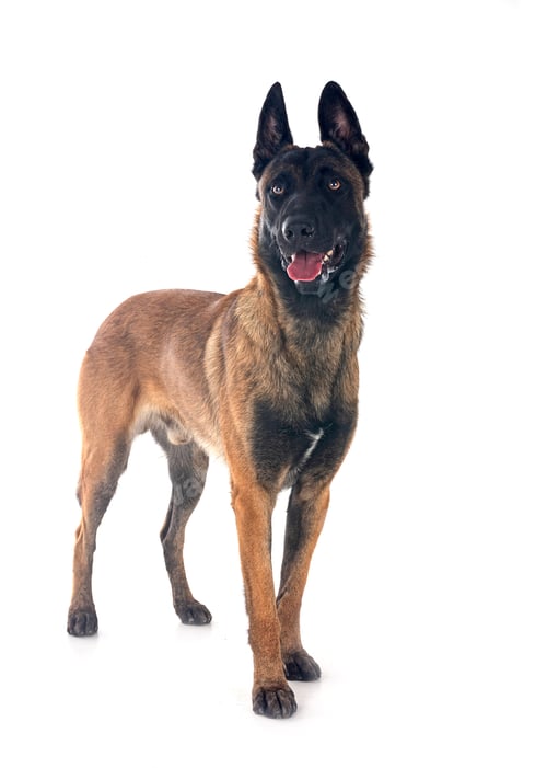 Preview: malinois in studio
