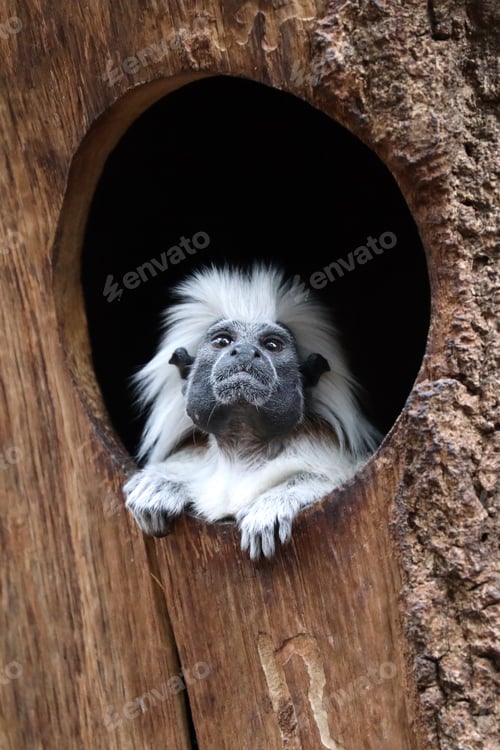 Preview: Saguinus oedipus