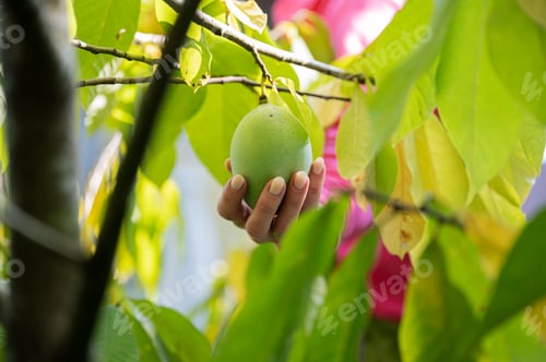 Preview: Female hand holding ripening asimina fruit