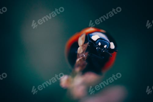 Preview: Macro shot of a red ladybug on blurred background