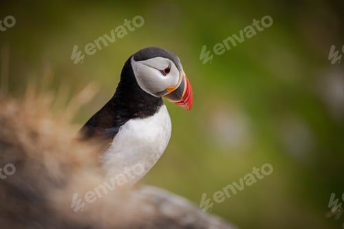 Preview: Atlantic puffin (Fratercula arctica), on the rock on the island of Runde (Norway).