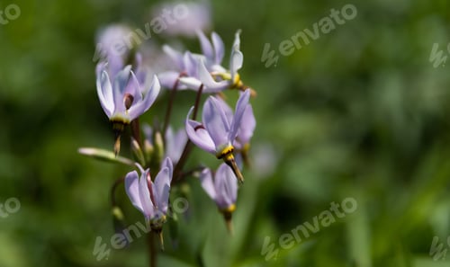 Preview: Beautiful Flowers In A Botanic Garden On A Bright Spring Day