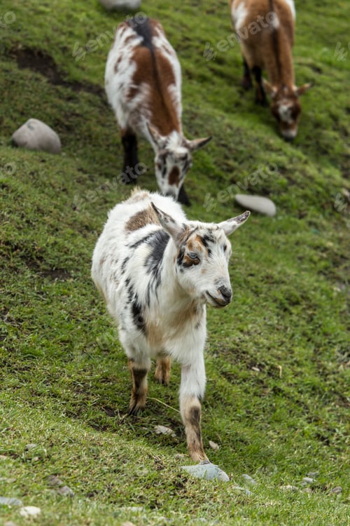 Preview: Small white goat.