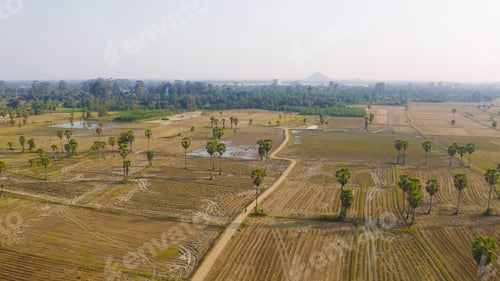 Preview: Fresh paddy rice, green agricultural field in countryside or rural area in Asia. Nature landscape.