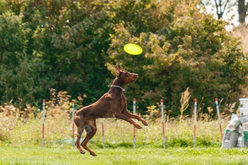 Preview: Dog catching flying disk in jump, pet playing outdoors in a park. sporting event, achievement in spo