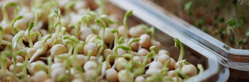 Preview: Banner growing microgreens close up