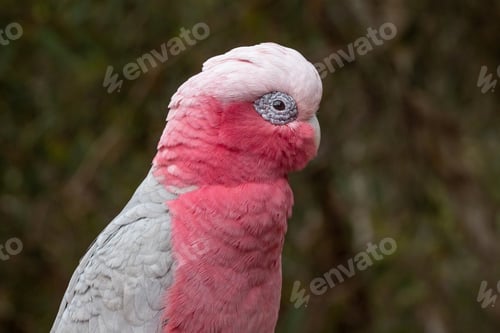 Preview: Portrait of a Galah