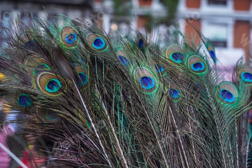 Preview: Closeup view of peacock feather