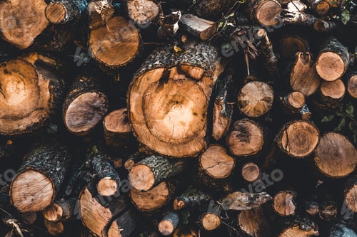 Preview: tree stump background