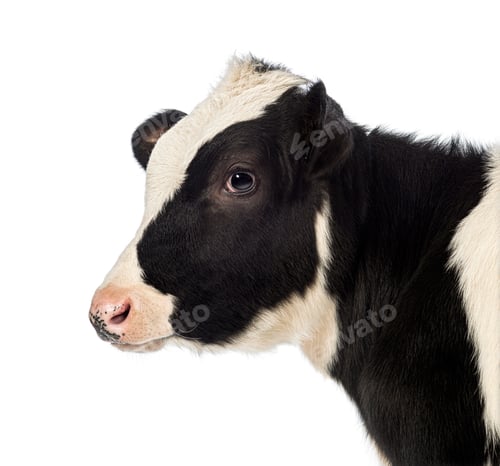 Preview: Baby holstein calf looking right on white background