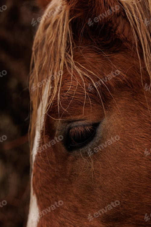 Preview: Vertical closeup of a brown horse's eye against a blurry background