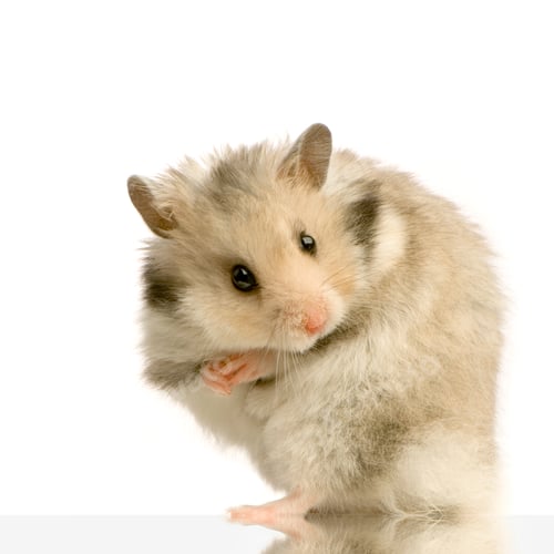 Vorschau: Hamster