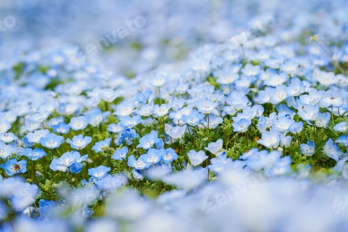 Preview: Beautiful Nemophila flowers sway in the wind on a fine spring day