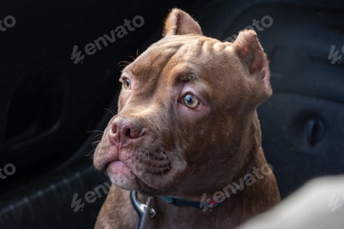 Preview: An American bully puppy in the trunk of a car. Family trip with pets. Transportation of animals.