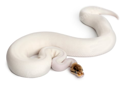 Preview: Female Pied Spider Royal python