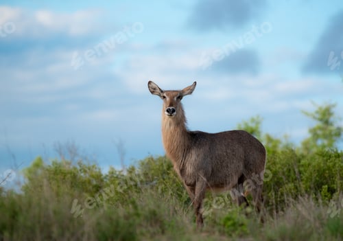 Preview: A waterbuck, Kobus ellipsiprymnus, stands against a blue sky background, direct gaze