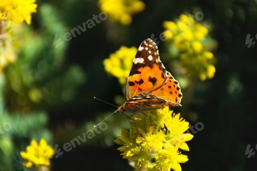 Preview: Butterfly Thistle close-up on a blurry background