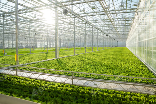 Preview: Frillice lettuce field cultivation in vast greenhouse with smart irrigation. High tech plant care