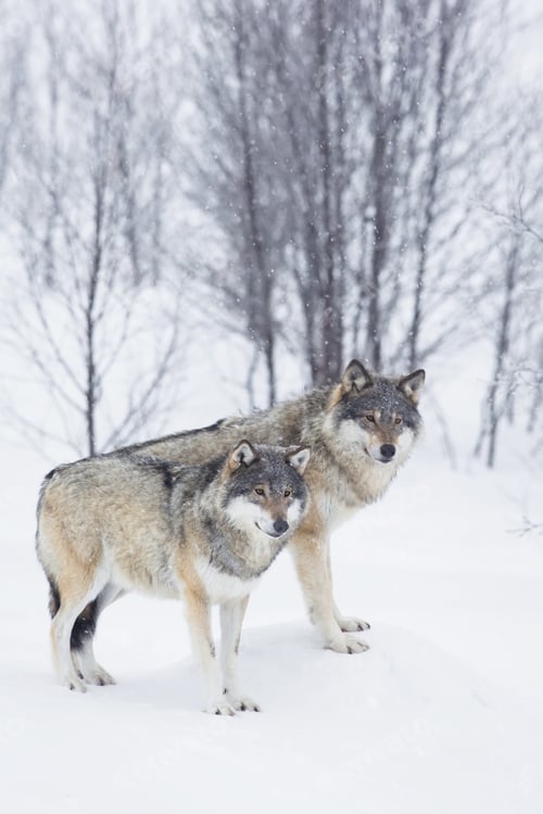 Preview: Three Wolves in the Snow