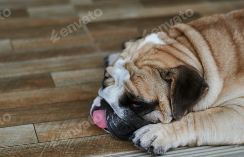 Preview: Sleeping tongue out English bulldog