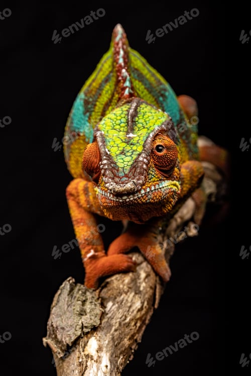 Preview: Vertical closeup shot of a cute panther chameleon with vibrant green and blue skin on a thick branch