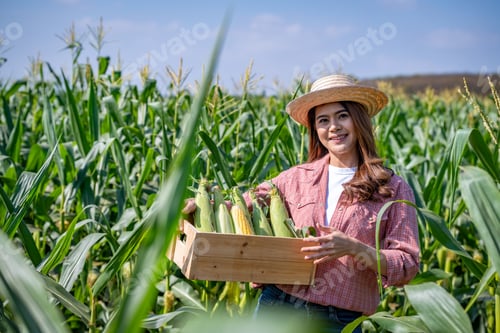 Visualização: agricultora asiática vestindo uma camisa vermelha, chapéu e luvas brancas. Ela está inspecionando produtos agrícolas