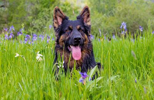 Preview: Closeup of a German shepherd resting in the scenic green meadow