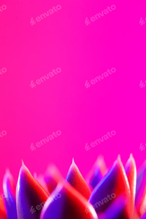 Preview: Close-up of a green agavoides echeveria flower on a vibrant dark pink background.
