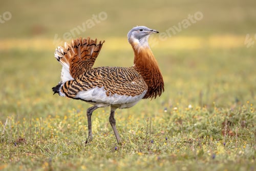 Preview: Great Bustard Walking in Grassland