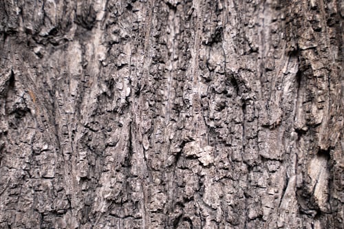 Preview: Tree bark texture