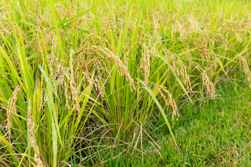 Preview: Paddy Rice farm