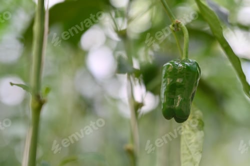 Preview: Green bell pepper with thick stem with green leaves growing inside of a organic farm