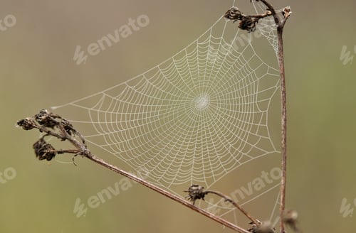 Preview: Close up photo of cobweb on a dry plant