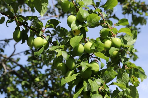 Preview: Green plums on the branch reaching towards the blue sky