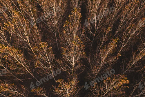 Preview: Autumn aspen tree forest from drone pov