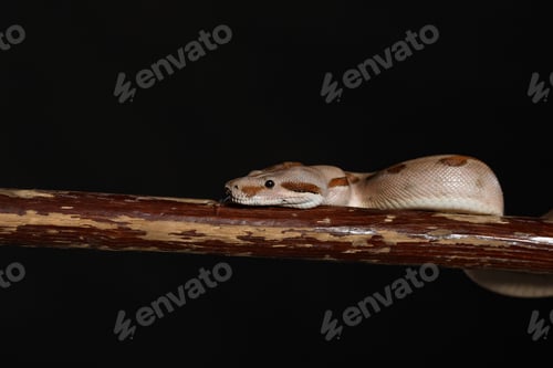 Vista previa: Python real, o pitón bola región Python, studio