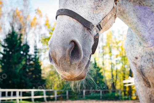 Preview: Close-up of a horse's nose