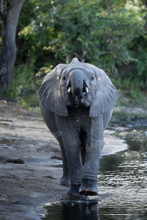 Preview: African Elephant, Loxodonta africana, Young elephant drinking water, looking straight at the camera.